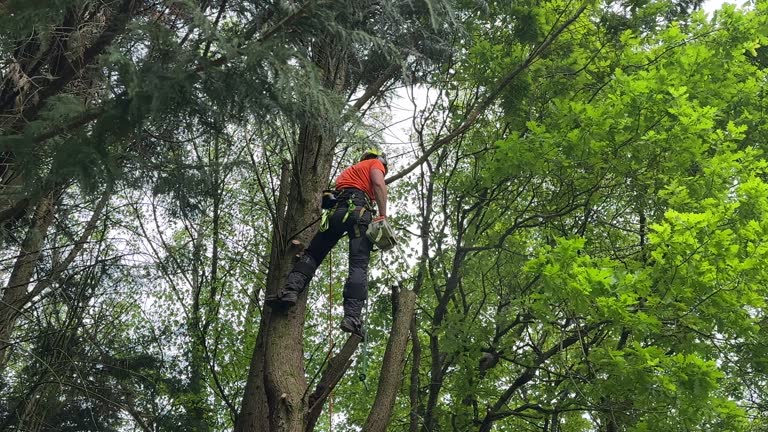 How Our Tree Care Process Works  in  Somerset, WI